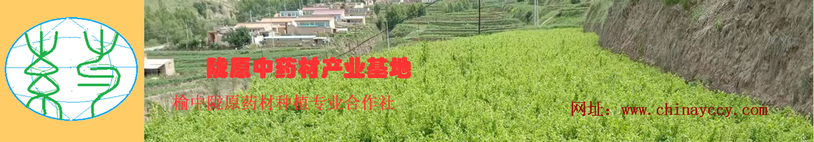 主图